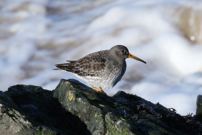 Purple Sandpiper