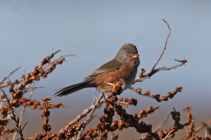 Dartford Warbler
