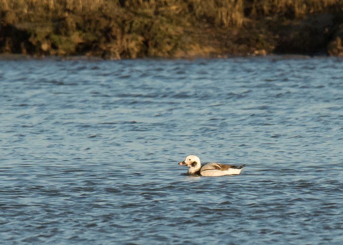 Long-tailed Duck