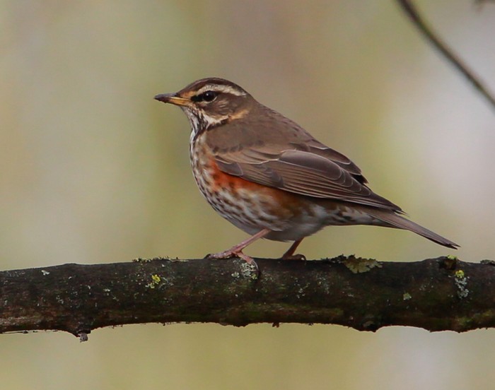 Redwing