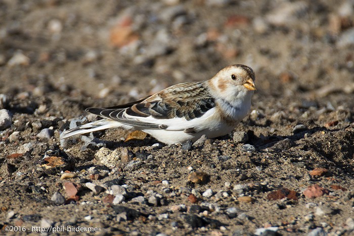 Snow Bunting