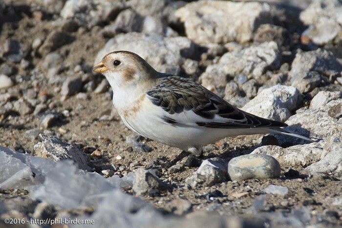 Snow Bunting