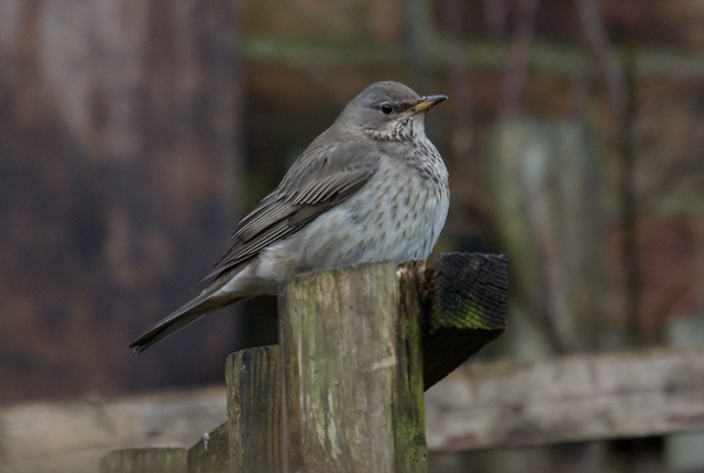 Black-throated Thrush