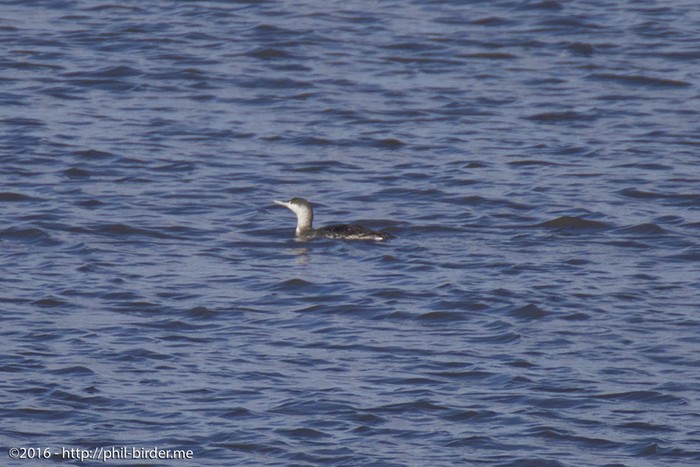 Red-throated Diver