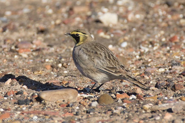 Shorelark