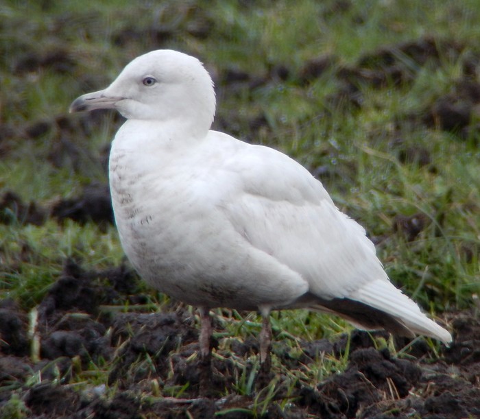 Iceland Gull