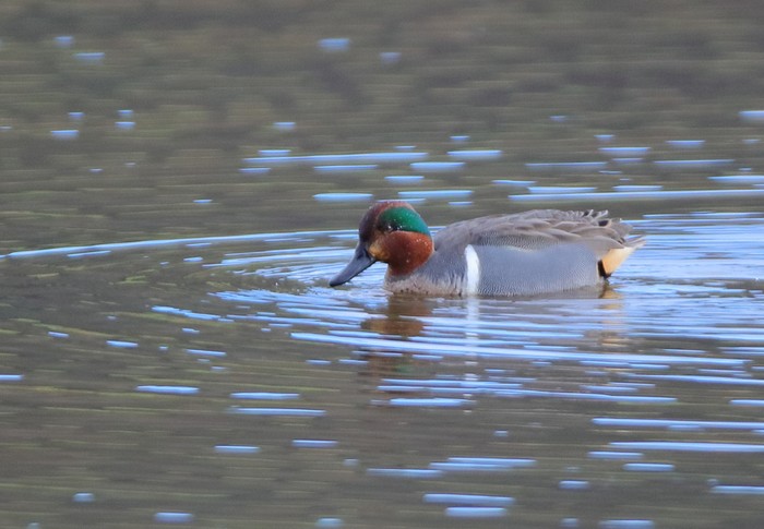 Green-winged Teal
