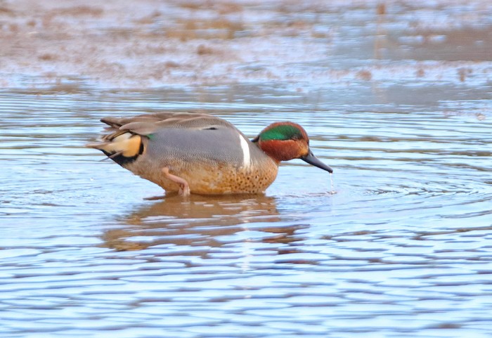 Green-winged Teal