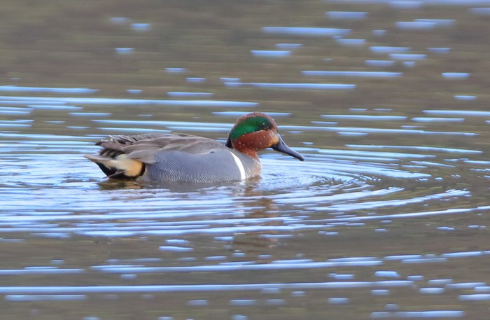 Green-winged Teal