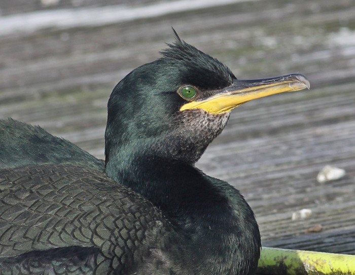 Shag