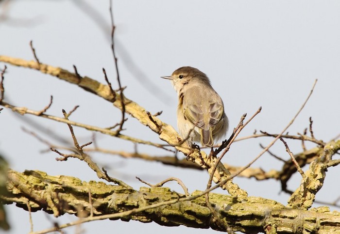Siberian Chiffchaff