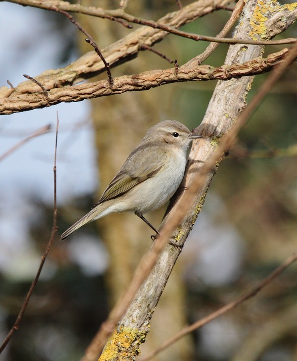 Siberian Chiffchaff