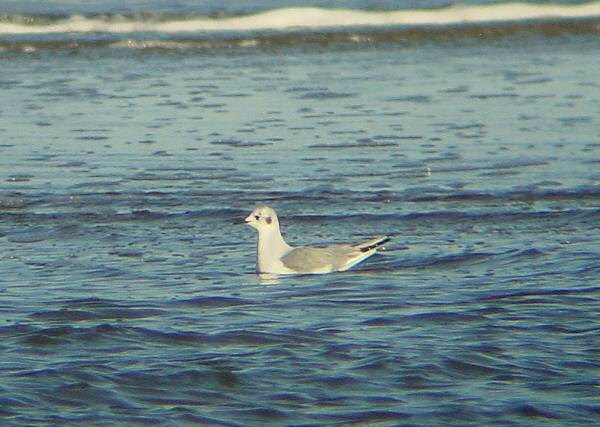 Bonaparte's Gull