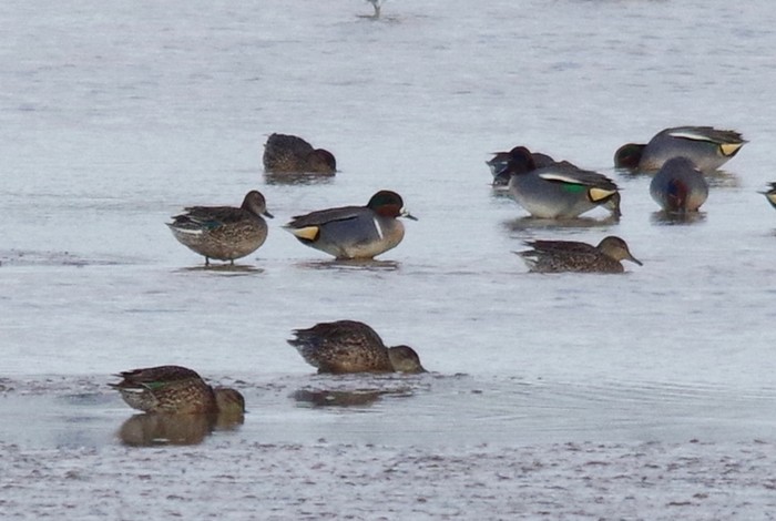 Green-winged Teal