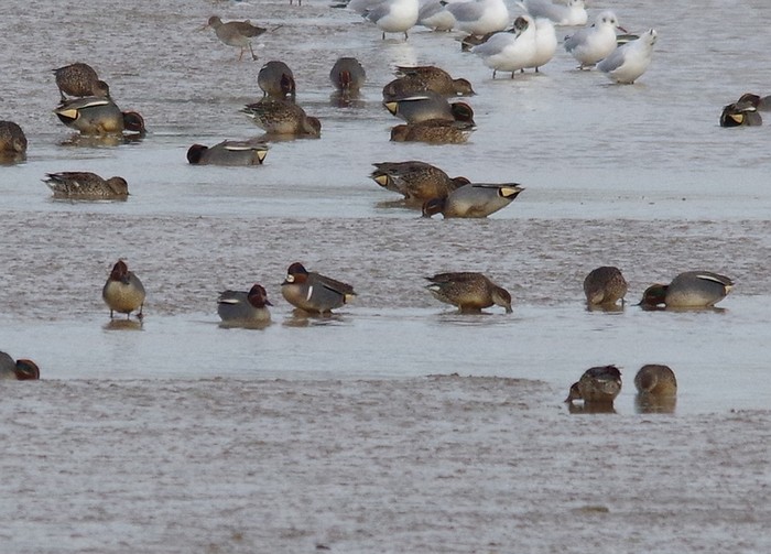 Green-winged Teal