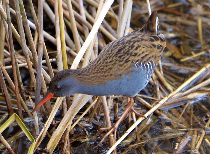 Water Rail