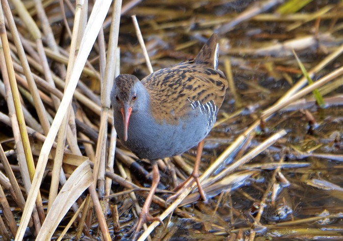 Water Rail