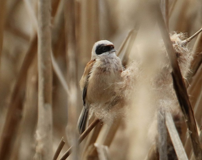 Penduline Tit