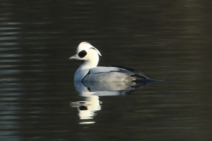 Smew