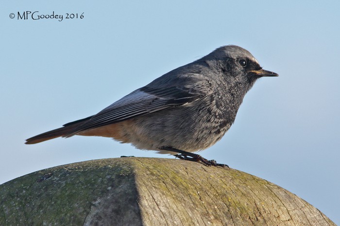 Black Redstart