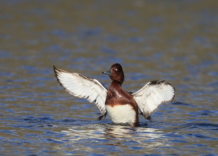 Ferruginous Duck