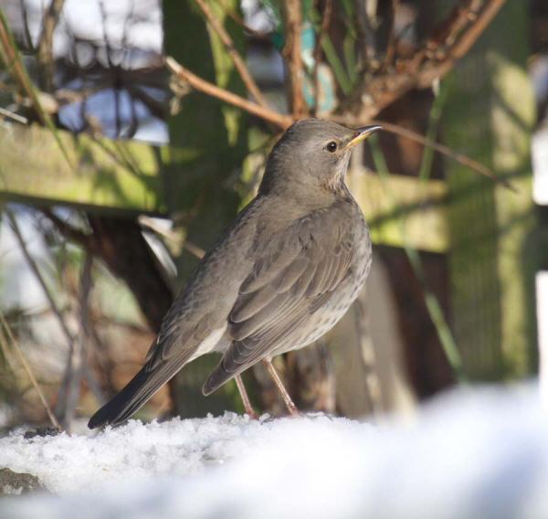 Black-throated Thrush