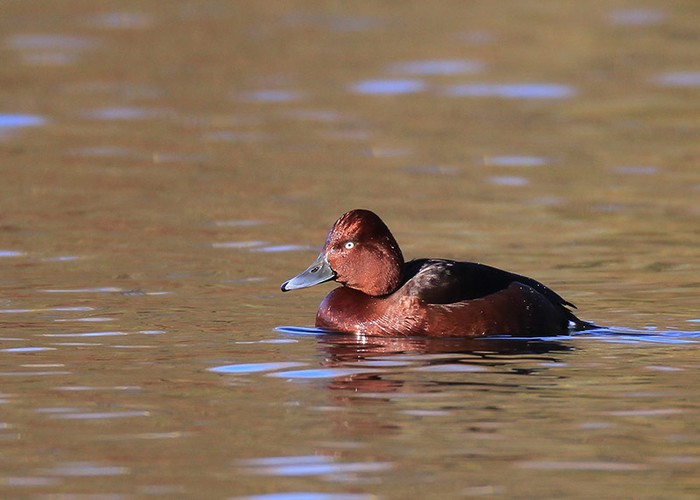 Ferruginous Duck
