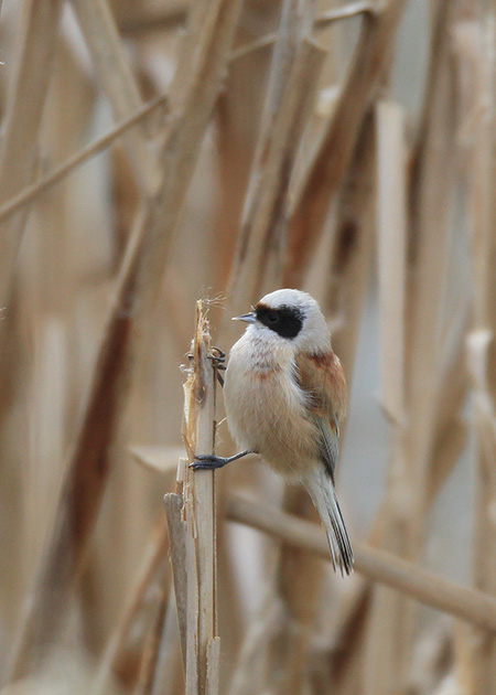 Penduline Tit