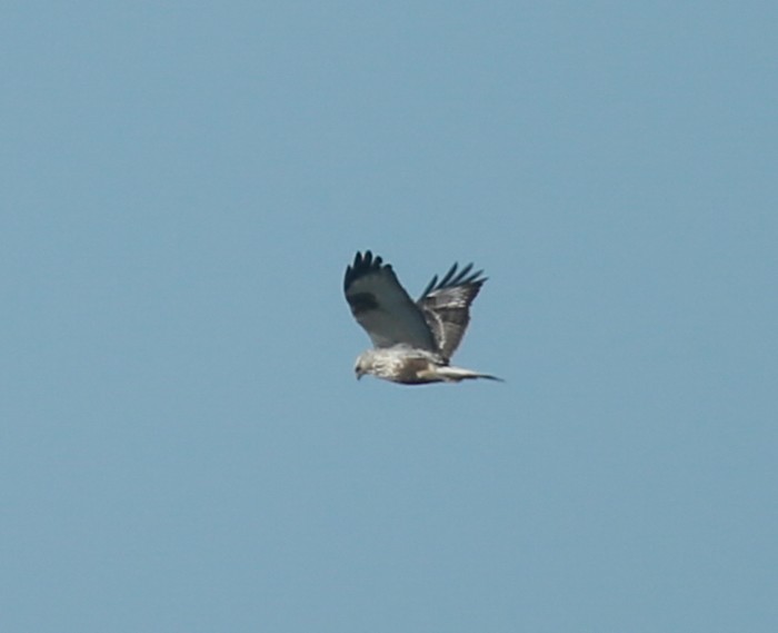Rough-legged Buzzard