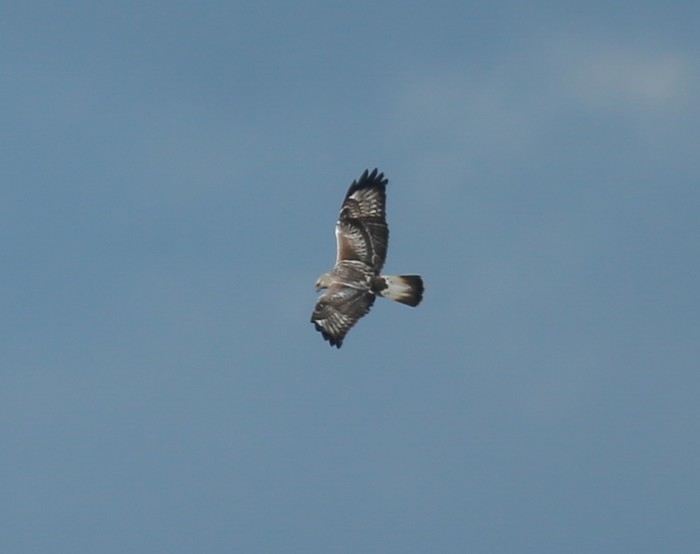 Rough-legged Buzzard