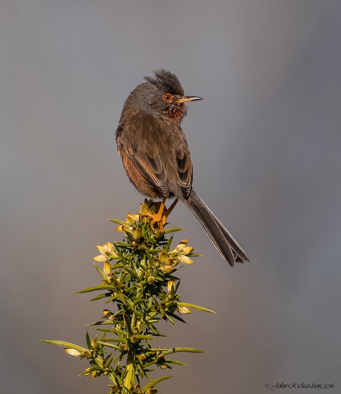 Dartford Warbler