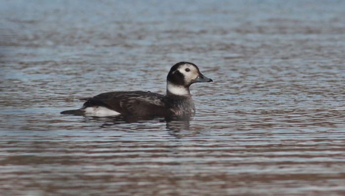 Long-tailed Duck