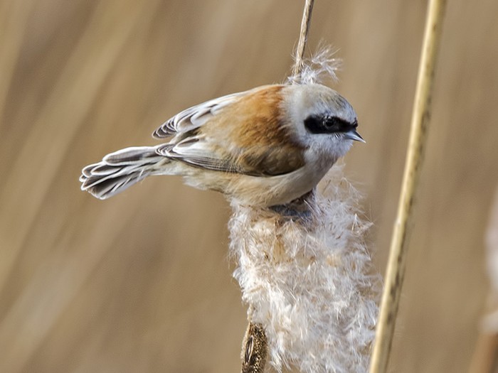 Penduline Tit