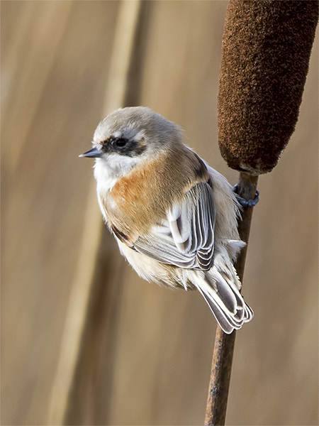 Penduline Tit