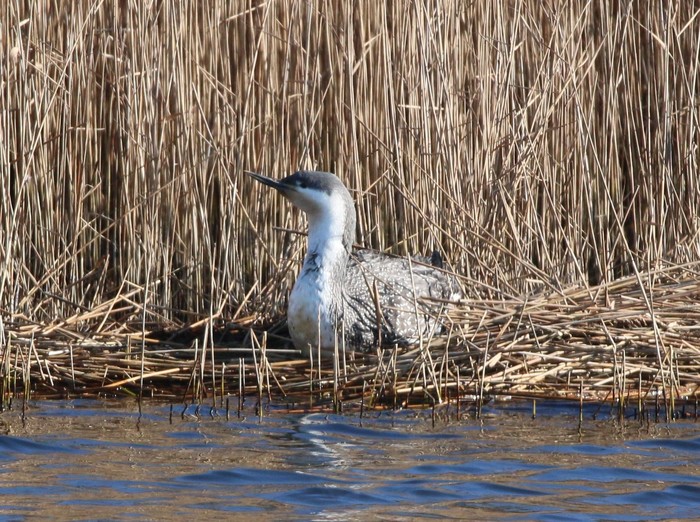 Red-throated Diver