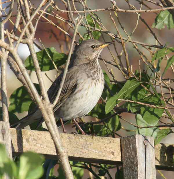 Black-throated Thrush