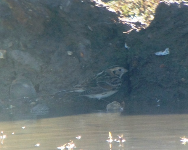 Lapland Bunting