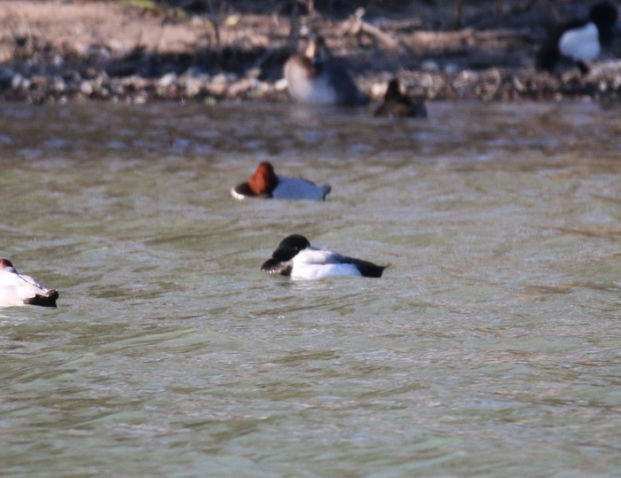 Scaup