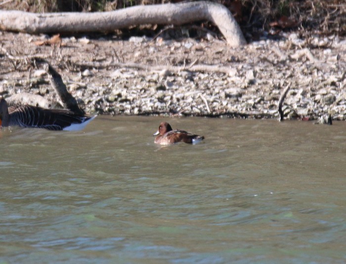Ferruginous Duck