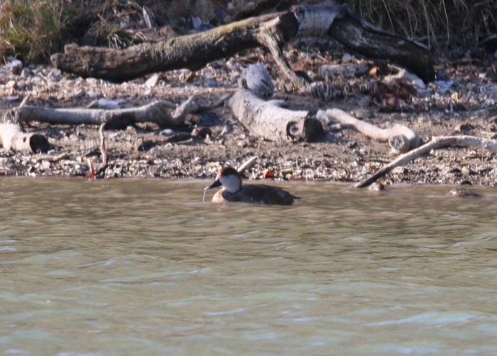 Red-crested Pochard