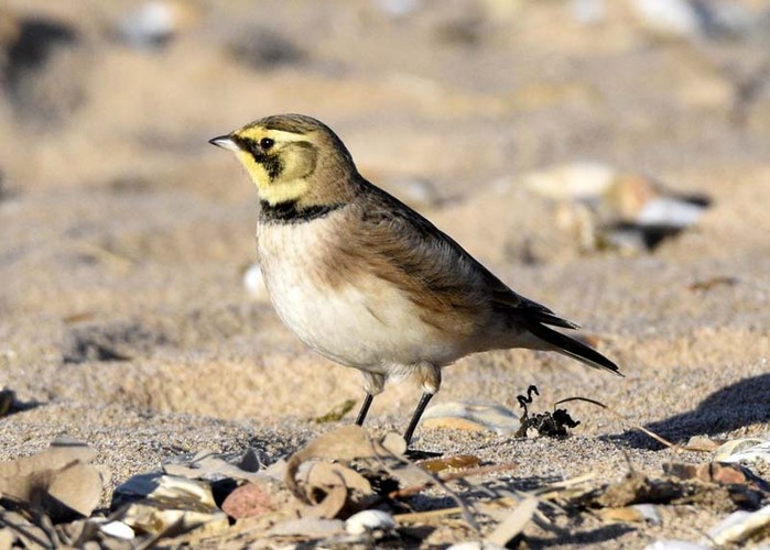 Shorelark