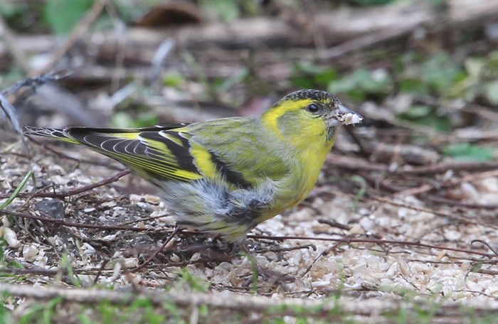 Siskin