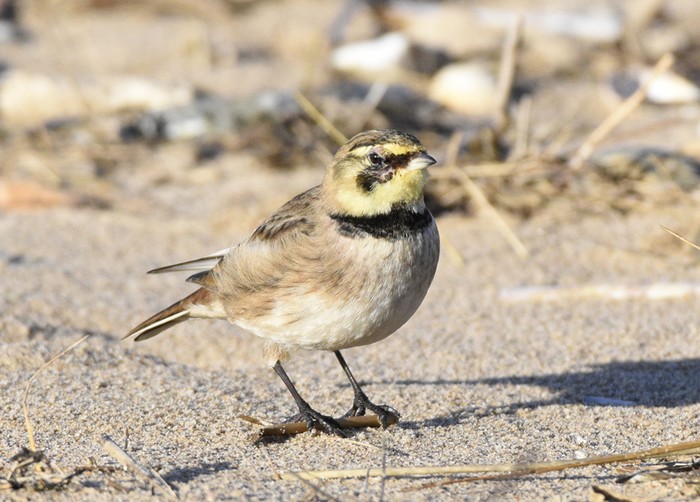 Shorelark