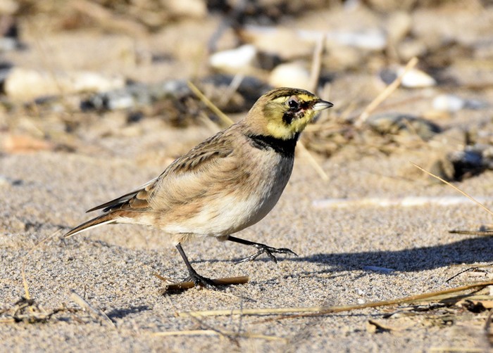 Shorelark