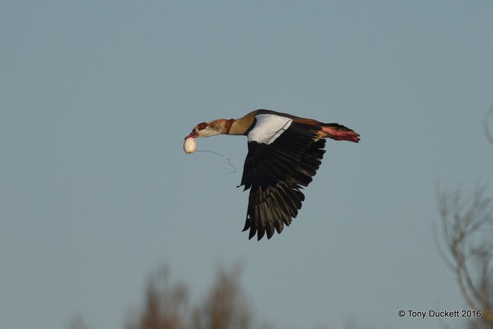 Egyptian Goose