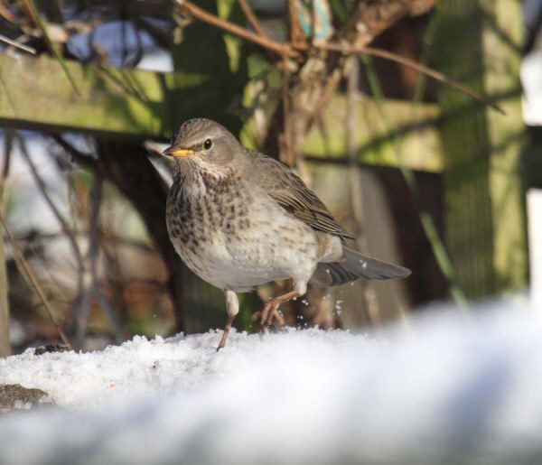 Black-throated Thrush