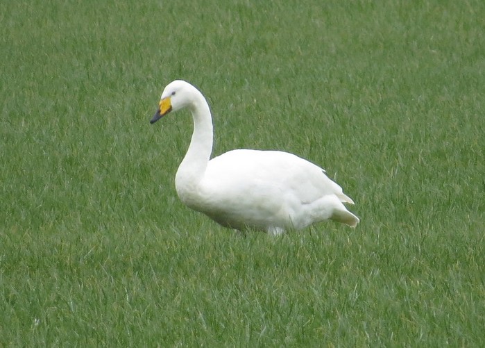 Whooper Swan