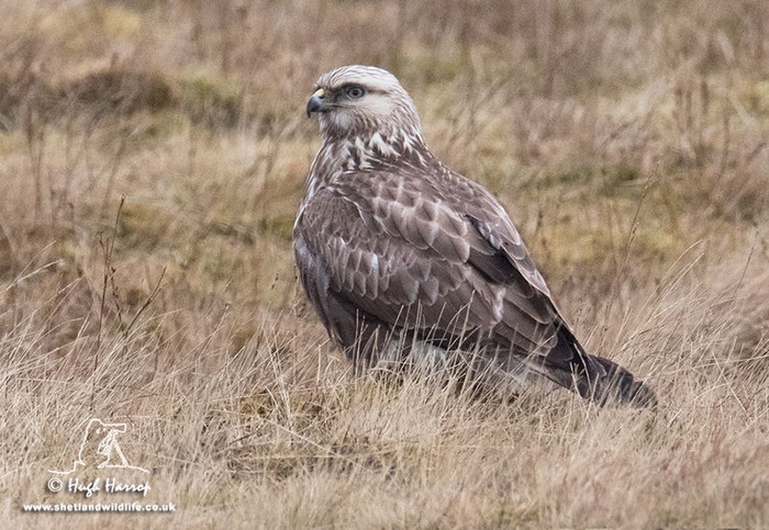 Rough-legged Buzzard