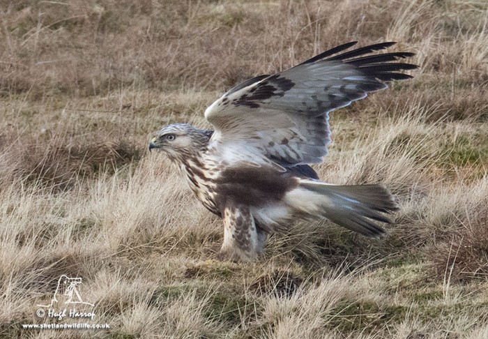 Rough-legged Buzzard