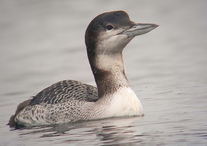 Great Northern Diver